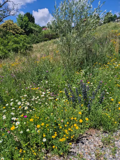 3.000 m² Wildblumenwiese, Herbstmahd (Oktober)