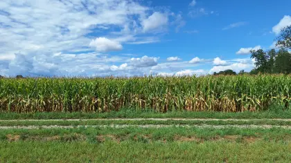 Silomais ab Feld 5,6 ha 4.950 Altheim