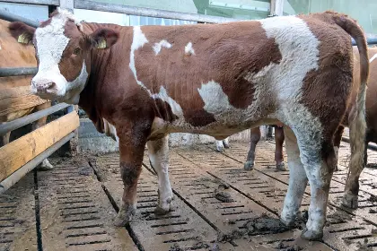 3 Fleckvieh-Fleisch-Zuchtkalbinnen, genetisch hornlos