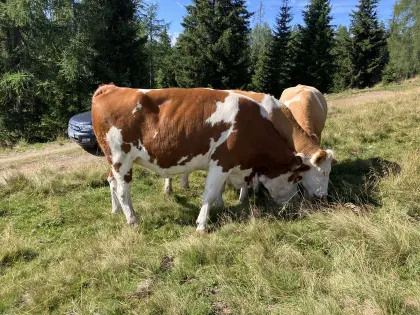 Bio-Kalbin trächtig