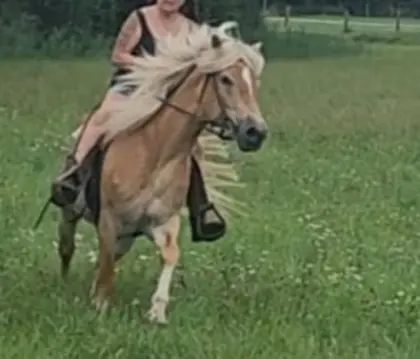 Superliebe Haflinger-Stute