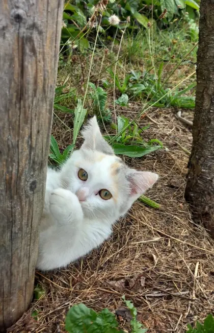 Babykatzen abzugeben