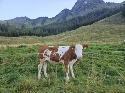 Bio-Kalb