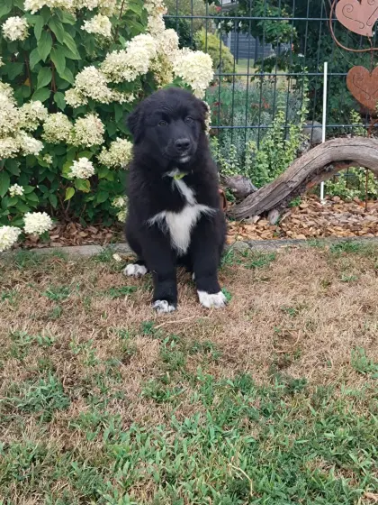 Australian Shepherd