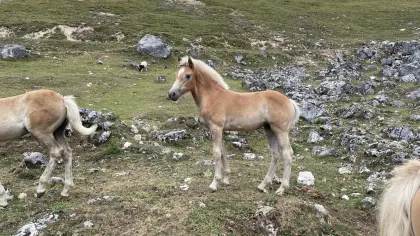 Haflinger Stutfohlen