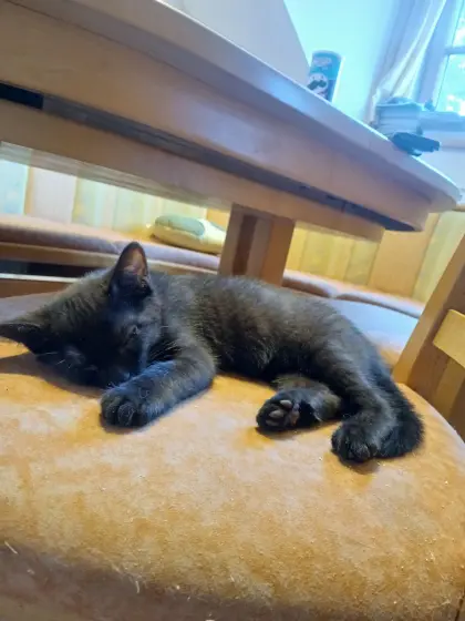 Katzenbaby (männlich)