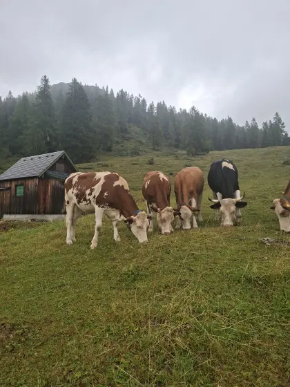 Fleckviehkalbinnen