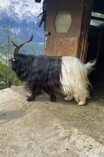 Walliser Bock zu verkaufen