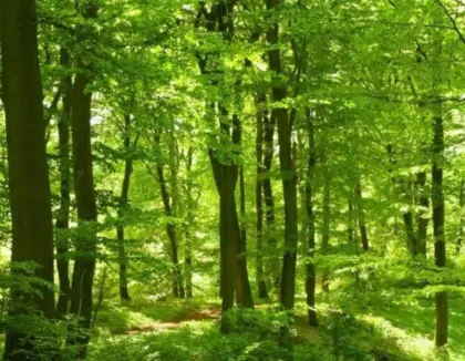 Wald