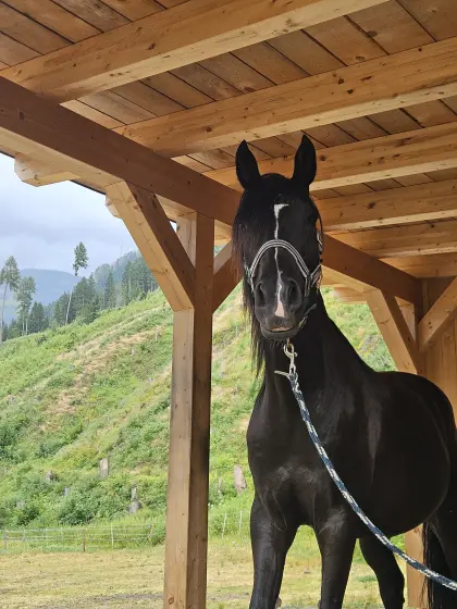 Partbred-Araber Wallach