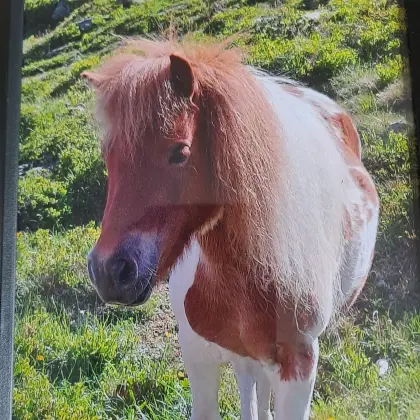 Minishetty