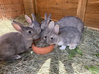 Zwergkaninchen