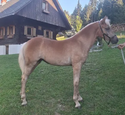Haflinger Stutfohlen