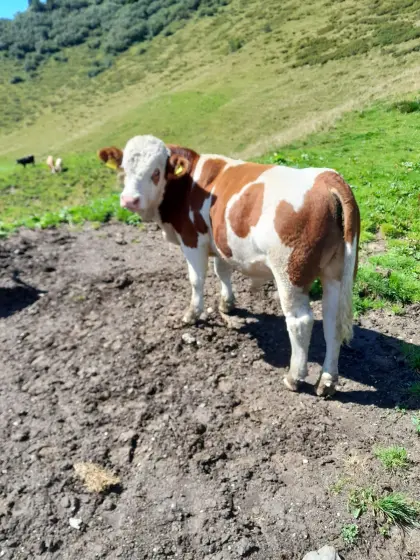 Flecksprungstier