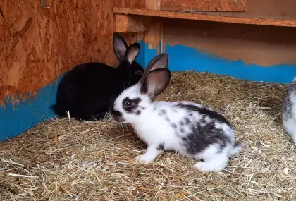 Deutscher Riesenscheck-Mix-Kaninchen