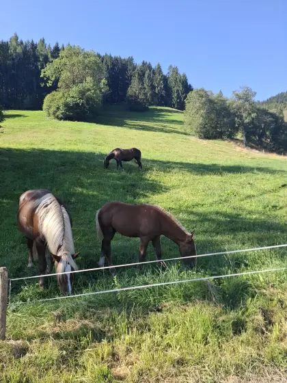 Noriker Hengstfohlen