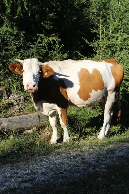 Mutterkuh