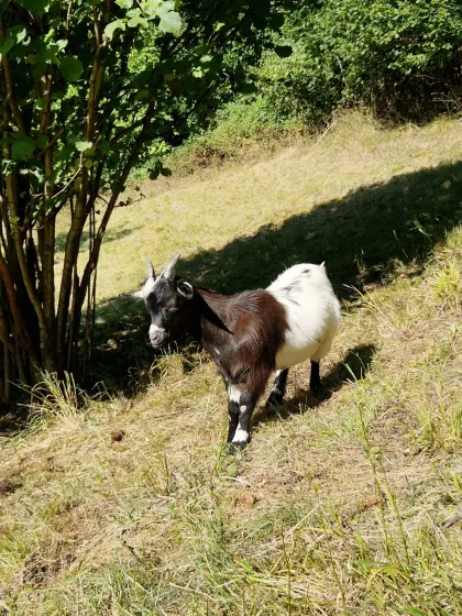 Zwergziegenbock