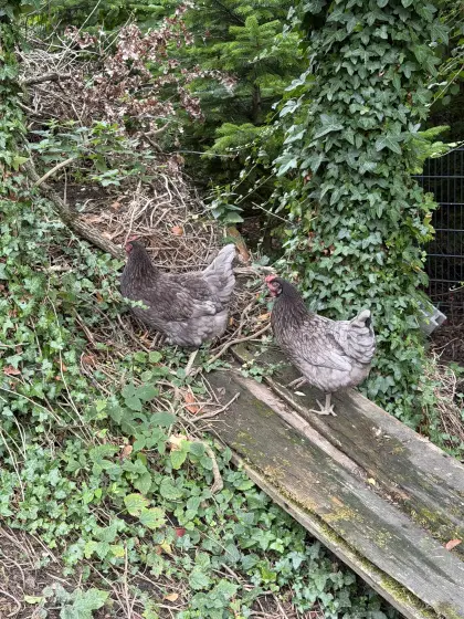 2 Königsberger Hühner, jung