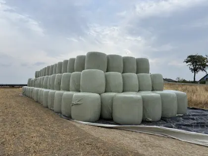 Silomaisballen