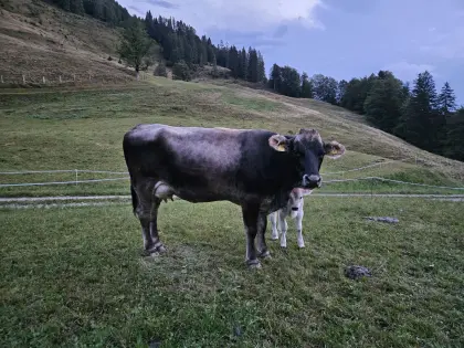 Mutterkuh mit Kalb