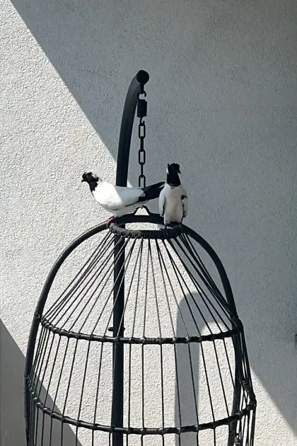 Tauben