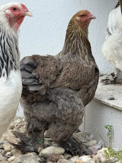 Brahma RBG