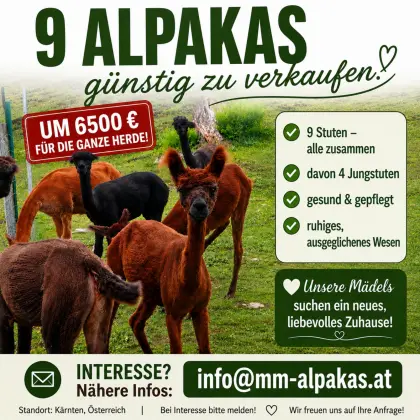 Alpaka-Herde