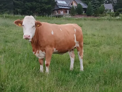 2x Fleckviehkalbin Fleckvieh Bio