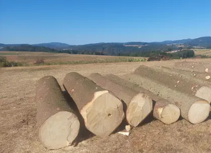 Blochholz Fichte
