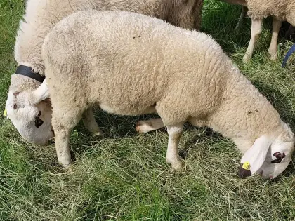 Brillenschaf, Jungwidder, BIO
