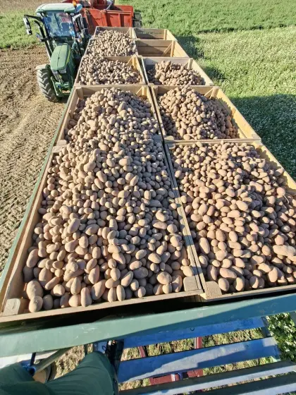 Bio-Futterkartoffeln