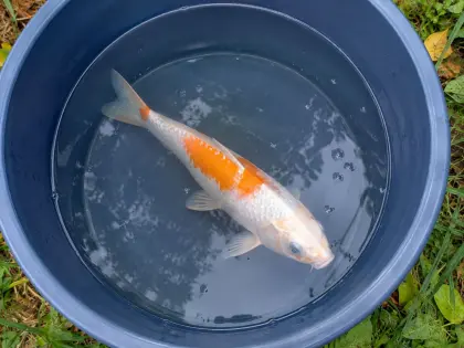 Koi-Karpfen (Setzlinge bis große Exemplare)