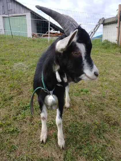 Junger Ziegenbock