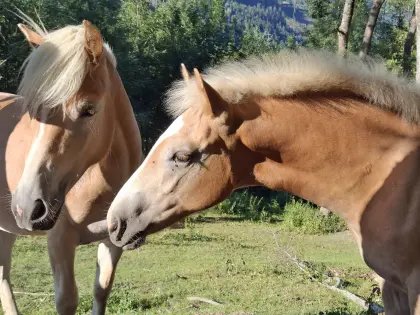 Watch Me, Haflinger Hengst