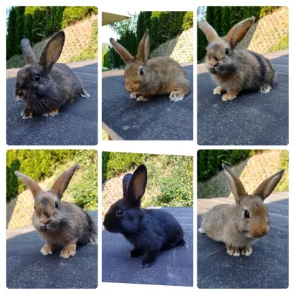 Zwergkaninchenbabys