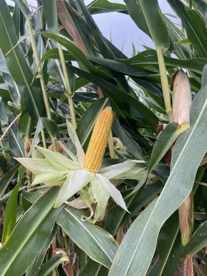 Silomais ab Feld