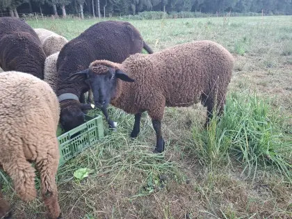 Jurabock Schafe