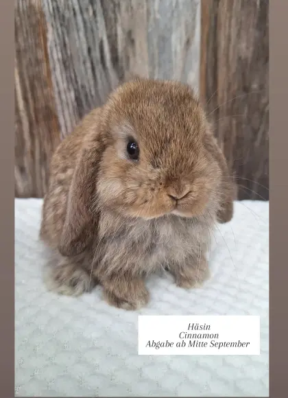 Mini-Lop-Babys