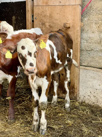 Normande-Kalb, 3,5 Monate alt