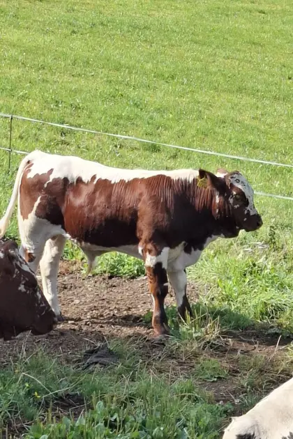Pustertaler Sprinzen Stierkalb