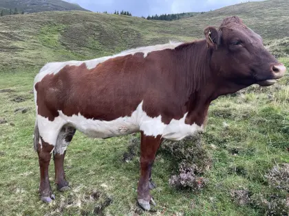 Verkaufe reinrassige Pinzgauer Kalbin
