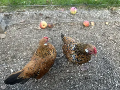 Bantam-Hennen porzellanfarbig
