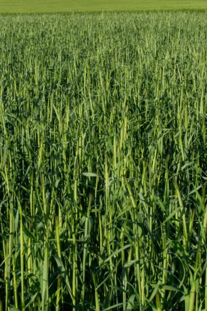 Suche 0,5 kg Grünschnittroggen