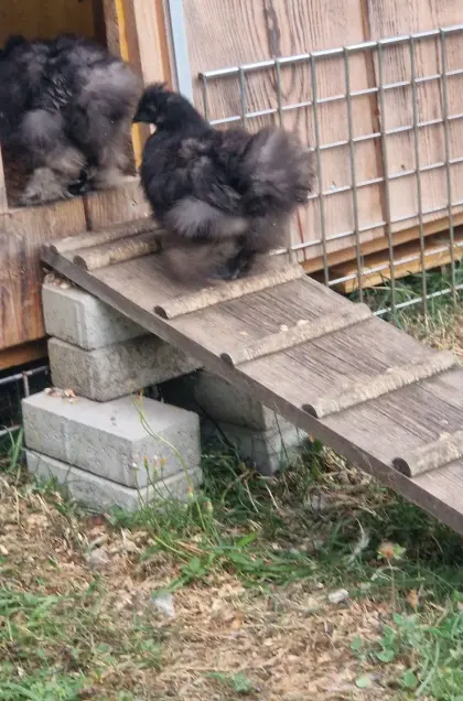 Seidenhühnerküken