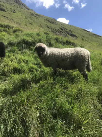 Tiroler Steinschaf-Kilbern Bio