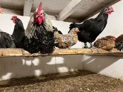 Bruteier reinrassige Marans in verschiedenen Farben