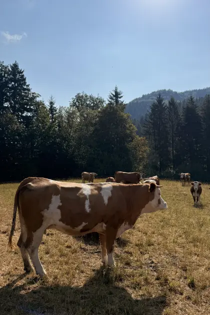 Bio-Mutterkühe mit Kalb oder trächtig