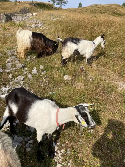 Walliser Ziegenbock