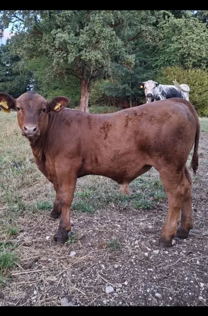 Angus-Stierkalb